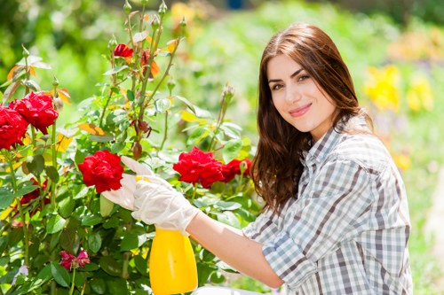 Healthy trees after professional maintenance