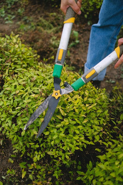 A person is performing garden maintenance in an outdoor patio area, holding a grass trimmer in one hand while trimming tall, dark green ornamental grass in a large, light green planter. The patio feat